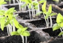 Всходы рассады овощных культур
