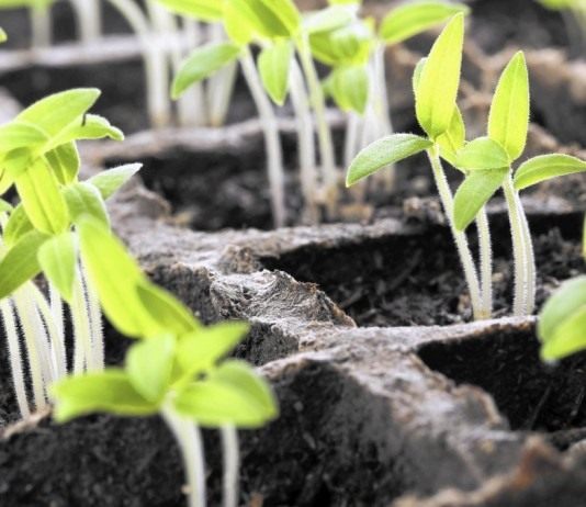 Всходы рассады овощных культур