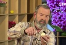 Зимнее размножение луковичных раннецветущих растений
