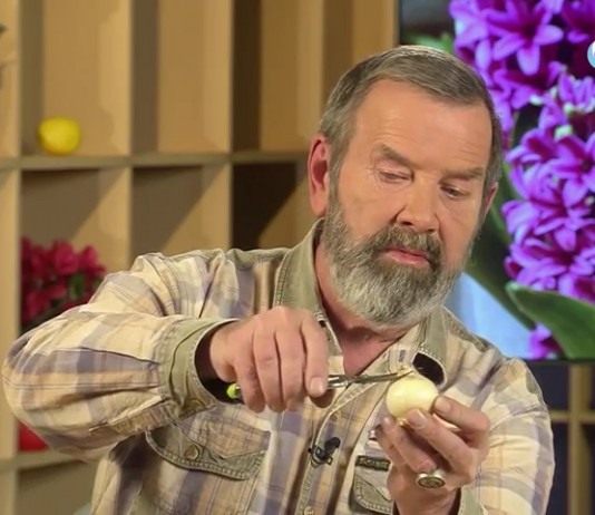 Зимнее размножение луковичных раннецветущих растений