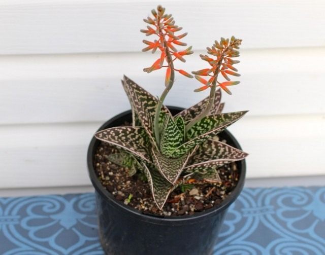 Алоэ пёстрое, или Алоэ тигровое (Aloe variegata)