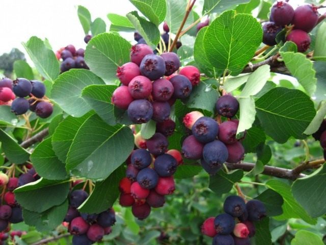 Ирга, или Коринка (Amelanchier)