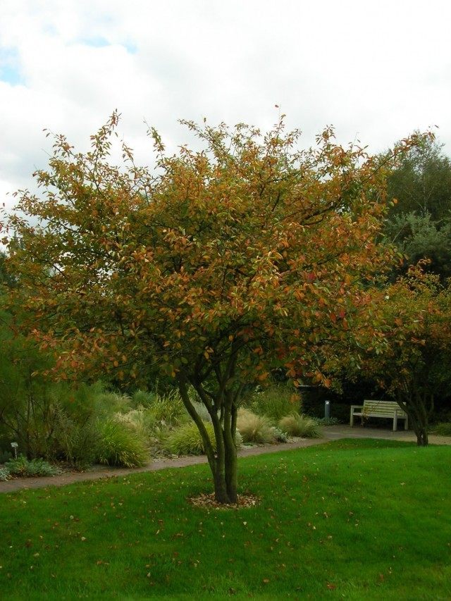 Ирга, или Коринка (Amelanchier)
