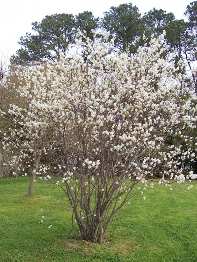 Ирга, или Коринка (Amelanchier)