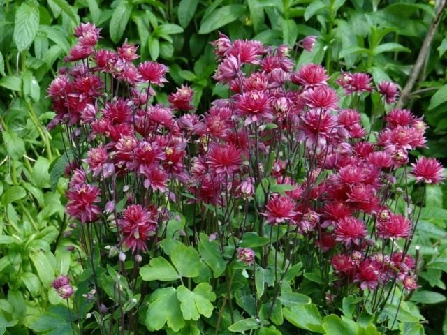 Водосбор, или Аквилегия (Aquilegia) Водосбор, или Аквилегия (Aquilegia)