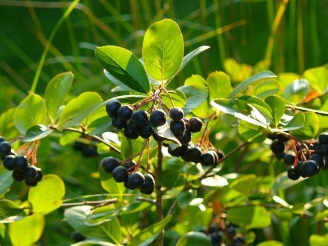 Арония черноплодная, или Черноплодная рябина (Aronia melanocarpa) Арония черноплодная, или Черноплодная рябина (Aronia melanocarpa)