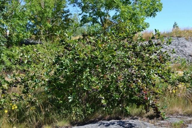 Арония черноплодная, или Черноплодная рябина (Aronia melanocarpa) Арония черноплодная, или Черноплодная рябина (Aronia melanocarpa)