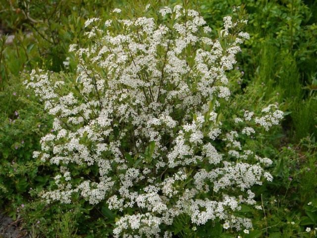 Арония черноплодная, или Черноплодная рябина (Aronia melanocarpa) Арония черноплодная, или Черноплодная рябина (Aronia melanocarpa)