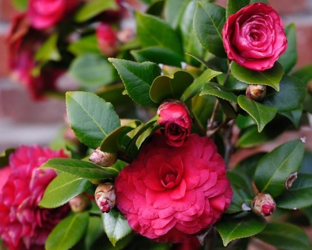 Камелия (Camellia) Камелия (Camellia)
