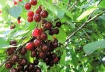 Гибрид вишни и черёмухи Церападус