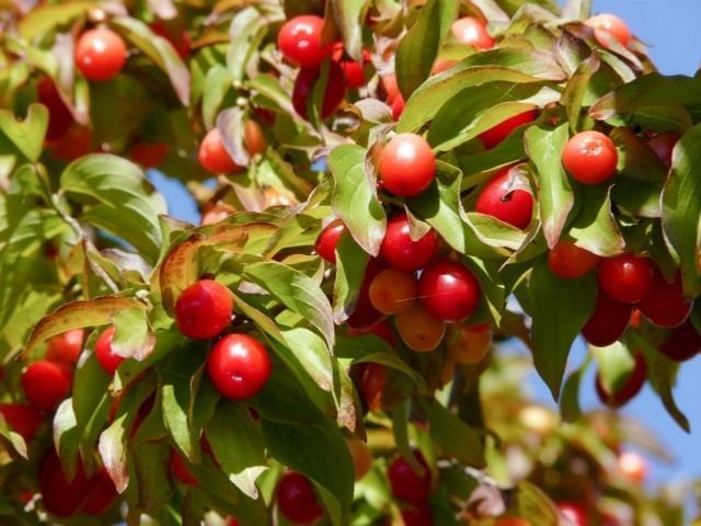 Кизил (Cornus)