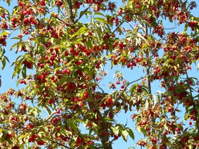Кизил (Cornus)