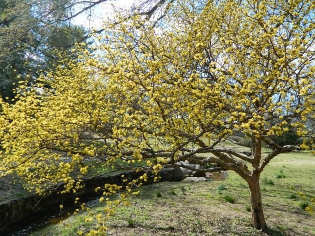 Кизил (Cornus)
