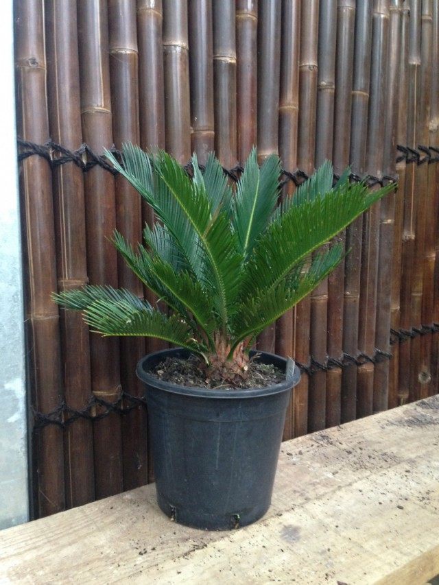 Цикас поникающий (Cycas revoluta)