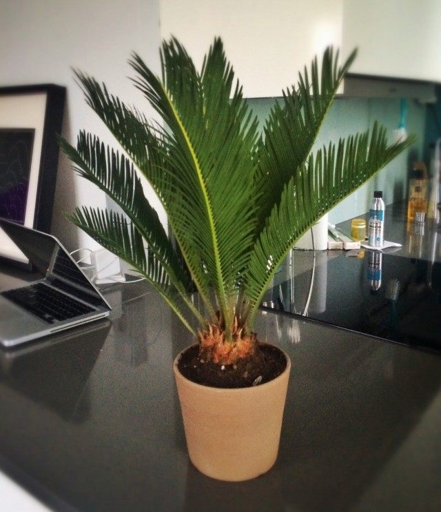 Цикас поникающий (Cycas revoluta)