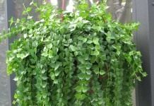 Дисхидия рускусолистная (Dischidia ruscifolia)