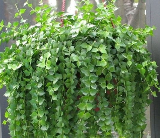 Дисхидия рускусолистная (Dischidia ruscifolia)