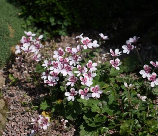 Аистник, или Грабельник (Erodium)