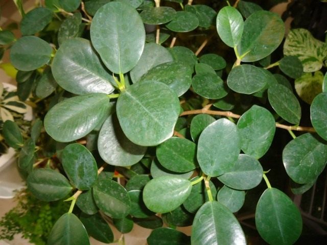 Фикус притупленный, или Фикус ретуза сорт «Панда» (Ficus retusa cv. Panda) Фикус притупленный, или Фикус ретуза сорт «Панда» (Ficus retusa cv. Panda)