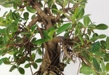 Фикус притупленный, или Фикус ретуза сорт «Панда» (Ficus retusa cv. Panda)