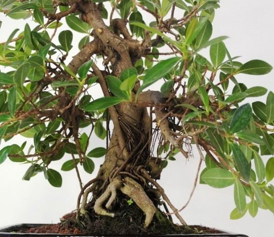 Фикус притупленный, или Фикус ретуза сорт «Панда» (Ficus retusa cv. Panda)