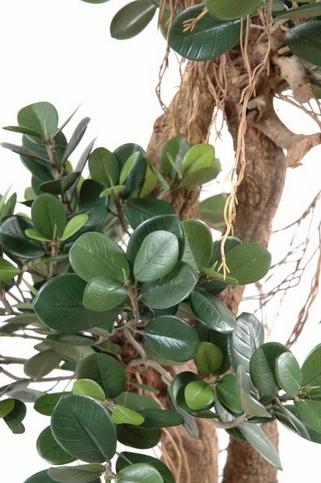 Фикус притупленный, или Фикус ретуза сорт «Панда» (Ficus retusa cv. Panda) Фикус притупленный, или Фикус ретуза сорт «Панда» (Ficus retusa cv. Panda)