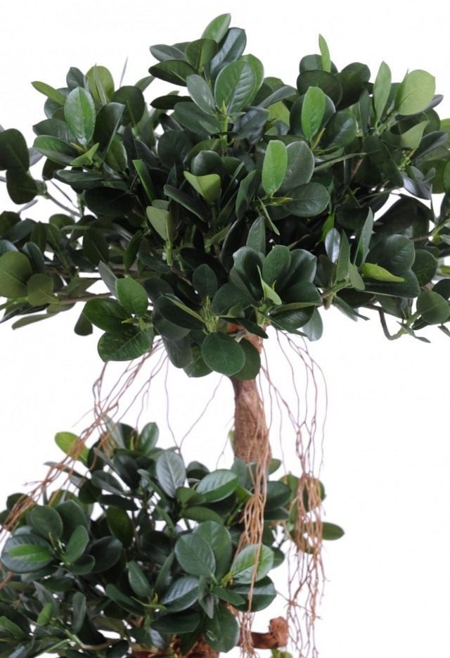 Фикус притупленный, или Фикус ретуза сорт «Панда» (Ficus retusa cv. Panda) Фикус притупленный, или Фикус ретуза сорт «Панда» (Ficus retusa cv. Panda)
