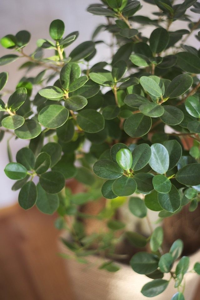 Фикус притупленный, или Фикус ретуза сорт «Панда» (Ficus retusa cv. Panda) Фикус притупленный, или Фикус ретуза сорт «Панда» (Ficus retusa cv. Panda)