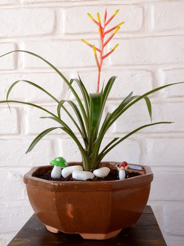 Гузмания рассеянноцветковая (Guzmania dissitiflora) Гузмания рассеянноцветковая (Guzmania dissitiflora)