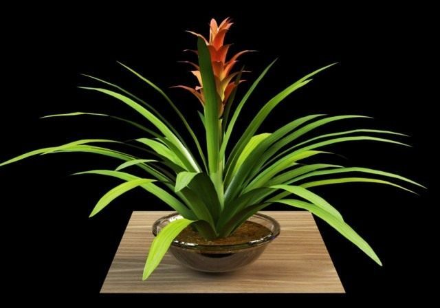 Гузмания язычковая (Guzmania lingulata) Гузмания язычковая (Guzmania lingulata)