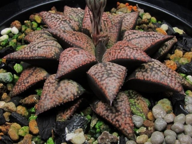 Хавортия (Haworthia picta) Хавортия (Haworthia picta)