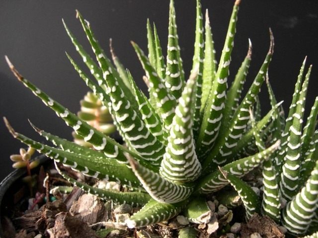 Хавортия (Haworthia attenuata) Хавортия (Haworthia attenuata)