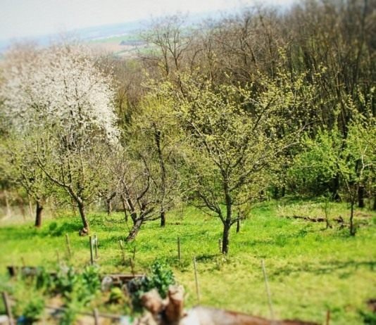 Фруктовый сад