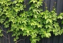 Девичий виноград (Parthenocissus)