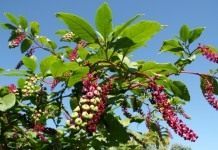 Лаконос американский, или Фитолакка американская (Phytolacca americana)