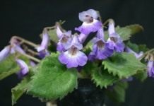 Примулина (Primulina fimbrisepala)