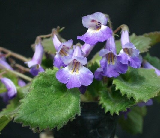 Примулины — маленькие феи - Редкие и необычные Примулина (Primulina fimbrisepala)