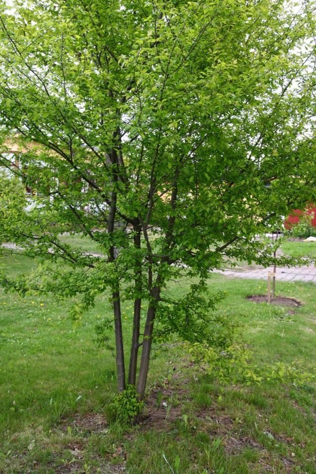 Алыча, или Слива растопыренная, или Слива вишненосная (Prunus cerasifera)
