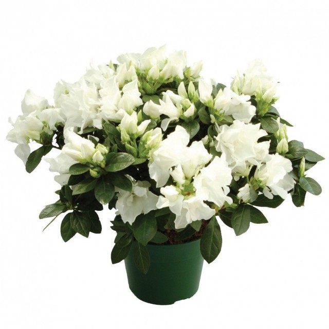 Рододендрон (Rhododendron) Рододендрон (Rhododendron)