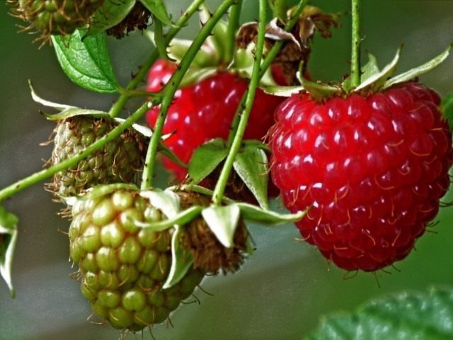 Малина обыкновенная (Rubus idaeus)