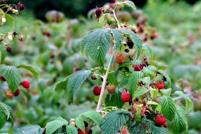 Малина обыкновенная (Rubus idaeus)