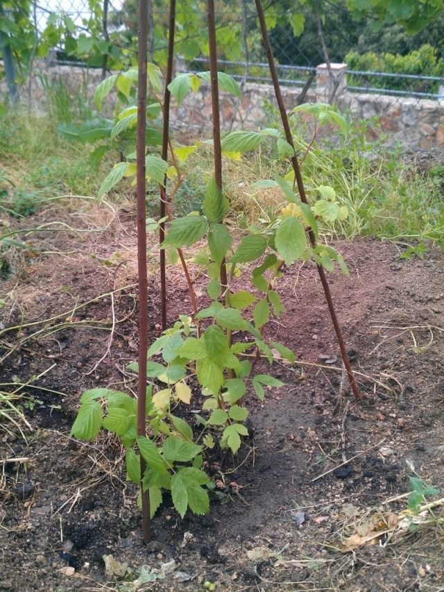 Малина обыкновенная (Rubus idaeus)