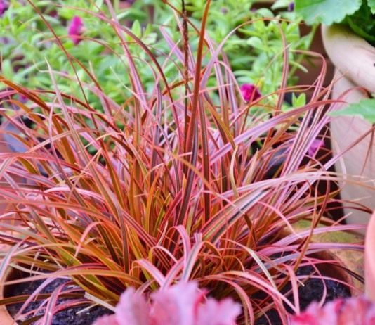 Унциния — медный контейнерный злак - Цветник и ландшафт Унциния красная «Эверфлэйм» (Uncinia rubra 'Everflame')