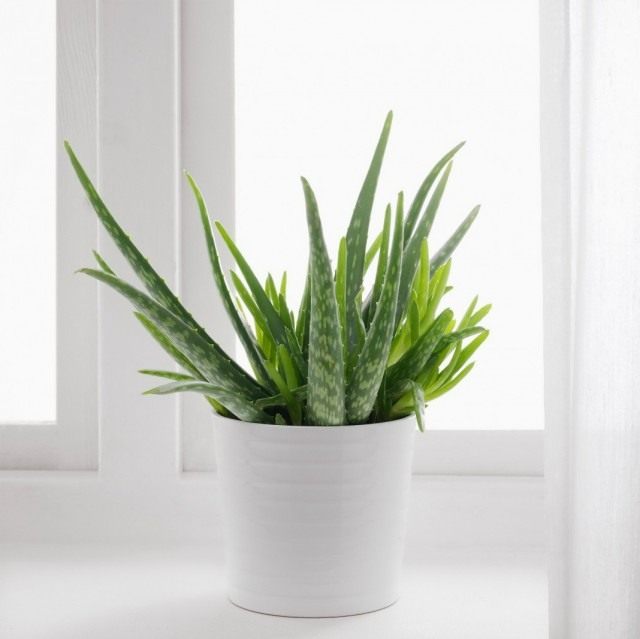 Алоэ настоящее, или Алоэ вера (Aloe vera)