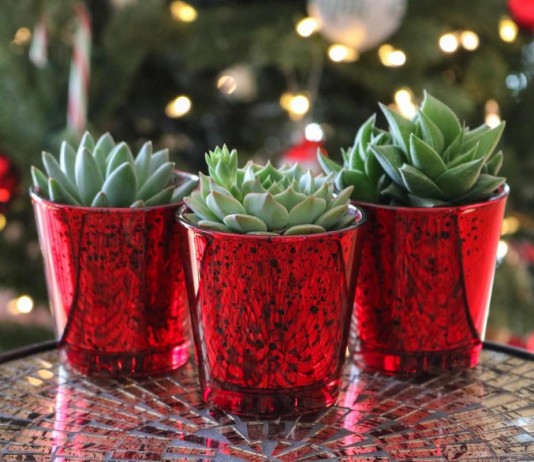 Украшение комнатных растений к новому году и рождеству