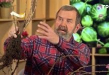 Саженцы плодово-ягодных культур
