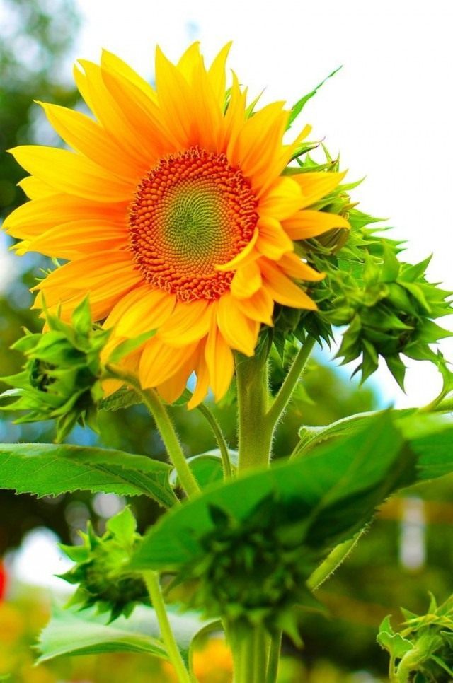Подсолнечник однолетний, или Подсолнечник масличный (Helianthus annuus). Народное название — подсолнух