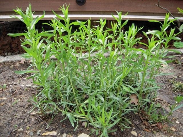 Полынь эстрагонная, или эстрагон, или тархун (Artemisia dracunculus) Полынь эстрагонная, или эстрагон, или тархун (Artemisia dracunculus)