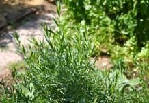 Полынь эстрагонная, или эстрагон, или тархун (Artemisia dracunculus)