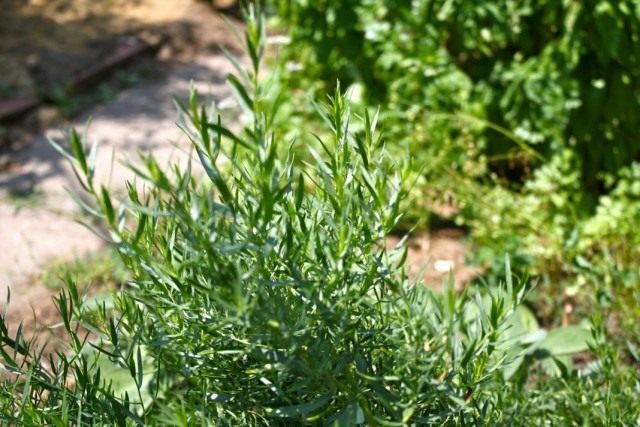 Полынь эстрагонная, или эстрагон, или тархун (Artemisia dracunculus) Полынь эстрагонная, или эстрагон, или тархун (Artemisia dracunculus)